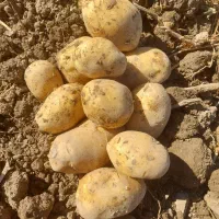 فروش سیب زمینی خوراکی و بزری|عمده‌فروشی|رزن, |دیوار