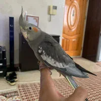 عروس هلندی سخنگو|پرنده|تهران, سازمان برنامه جنوبی|دیوار