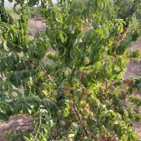 باغ|فروش زمین و ملک کلنگی|تیران, |دیوار