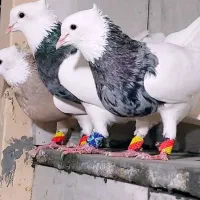 کبوتر رنگی حرفه ای برا نسل کشی