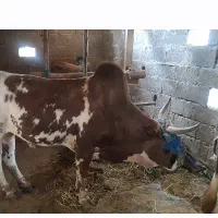 ۳ تا ورزاکوله چالوسی