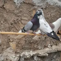 کبوتر شهرستان