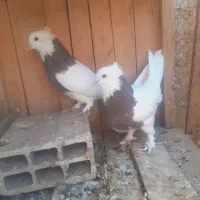 کفتر رنگی طوقی