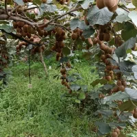 فروش کیوی درشت بالای ۹۰گرم|عمده‌فروشی|فومن, |دیوار