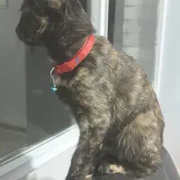 گربه گمشده در محدوده شارق|گربه|تهران, شارق|دیوار