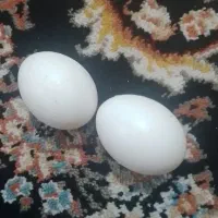 تخم کفتر ۴۰ عدد به فروش میرسد