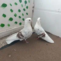 نر و ماده پلنگ عتیقه کفتر|پرنده|بروجرد, |دیوار