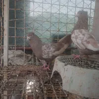 سه جفت  کبوتر|پرنده|مسجد سلیمان, |دیوار