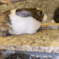 یک جفت خرگوش کارداده
