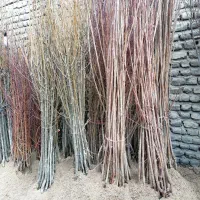 نهال فروشی|خدمات باغبانی و درختکاری|بجنورد, |دیوار