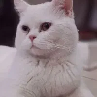گربه اسکاتیش بیریتیش(بریتیش) سفید