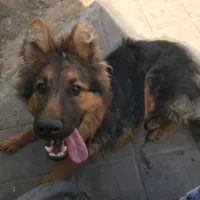 سگ ژرمن شپرد اصل