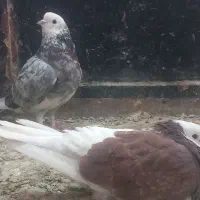 کفتر خوش خالو پرشی