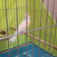 ماده قناری موزاییکی آماده آماده|پرنده|رامهرمز, |دیوار