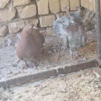 کبوتر|پرنده|اصفهان, عاشق‌آباد|دیوار