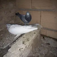 کبوترپرشی|پرنده|پاکدشت, پاکدشت (مامازند)|دیوار