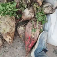 چغندر ،تفاله ،اذوقه|عمده‌فروشی|سبزوار, امیر کبیر|دیوار