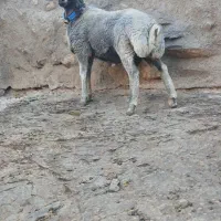 قوچ بره