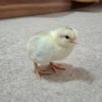 جوجه مرغ محلی و تخم مرغ محلی