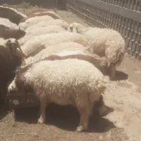 ۲۵ عدد بره نر ماده