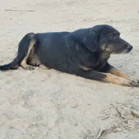 واگذاری سگ ماده نگهبان