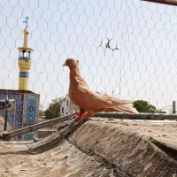 دومسفید نروماده زرد جفت موقلف|پرنده|الوند, |دیوار