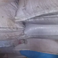 گندم قیمت مناسب تمیز بذردیم آماده کشت|لوازم جانبی حیوانات|چنگ الماسی, |دیوار