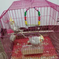 فروش عروس هلندی|پرنده|آستارا, |دیوار