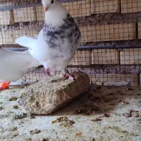 پرنده|پرنده|شوشتر, |دیوار