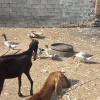 فروش‌۳عدد‌بز‌،خرمشهر