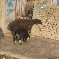 گوسفند|حیوانات مزرعه|سیمین شهر, |دیوار