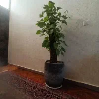 تعدادی گل باهم به فروش میرسد