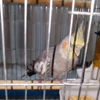 یک جفت عروس هلندی سلامت باقفس|پرنده|فردیس, قریشی|دیوار