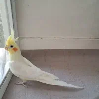 عروس هلندی