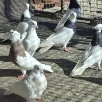 کبوتر طوق|پرنده|مریوان, |دیوار