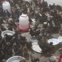 جوجه گلپایگانی ۴۵ روزه