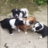 پاکوتاه اشپیزاسترالیایی|سگ|رشت, نظری|دیوار