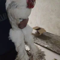 خروس برهما اصل غول پیکر