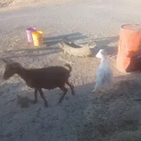 ۳راس بزجوان