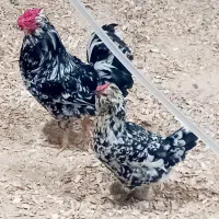 تخم مرغ گلین فول ریش از همین مولد