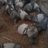 پلاکی اهواز|پرنده|بروجرد, |دیوار