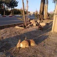 خرگوش|موش و خرگوش|صحنه, |دیوار