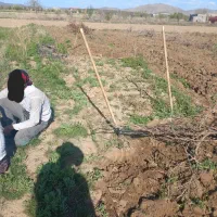کارگر باغ اسبار
