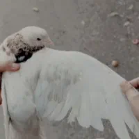 تعدادی کبوتر