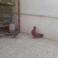 یک جفت کبوتربازدار