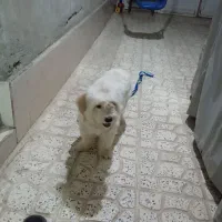 سگ پاکوتاه اسم برفی نژاد شیتوزو|سگ|پاکدشت, حصار امیر|دیوار