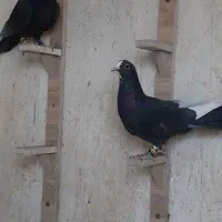 کفتر نرپریده
