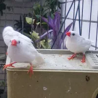 پرنده خوشکل سفید و ناز فنچ
