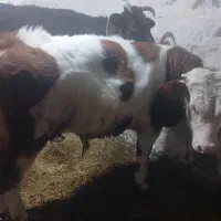 گوساله سمینتال نر دمازدغ