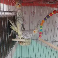 جوجه عروس هلندی